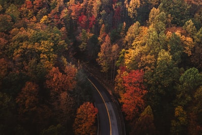 树木和道路的航空摄影